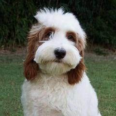 Double Doodles from Katie's Golden Mountain Doodles