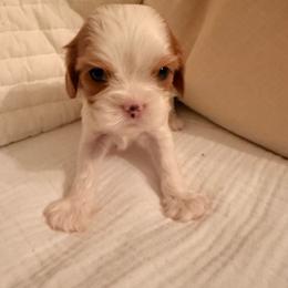 Frankie - Blenheim male Cavalier King Charles Spaniel puppy in North Carolina from Waggin Tails