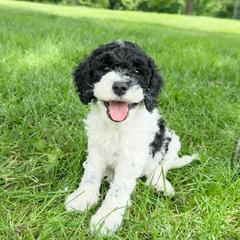 Mikey - Black male Australian Labradoodle puppy in Wamego, Kansas from Doodles of Oz