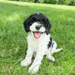 Mikey - Black male Australian Labradoodle puppy in Wamego, Kansas from Doodles of Oz