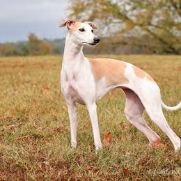 Sporty Mixes from Sound Off Sport Dogs
