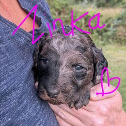 Zinka - Blue merle female Aussiedoodle puppy in Yacolt, Washington from Aussiedoodles by Maggie