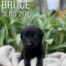 Bruce - Black male Dilute Retriever puppy in Puyallup, Washington from 12 Door Farm Labradors