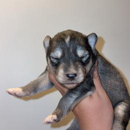 Girl 1 - Black tan and white female Siberian Husky puppy in Pelham, Alabama from Tails & Belles Dog Breeding
