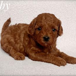 Ruby - Red female Cavapoo puppy in Mission, Texas from Sharyland Pets