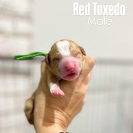 Green - Red male Bernedoodle puppy in Sulphur, Louisiana from Curly Q’s Of Carlyss