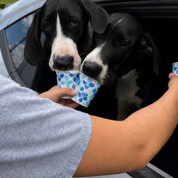 Clementine - Mantle female Great Dane puppy in Brooksville, Florida from Follow My Lead Great Danes