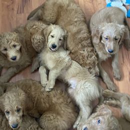 Goldendoodle Puppies from Honeydoodles