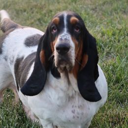 Bongo - Basset Hound