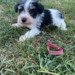 Dilute Retriever and Miniature Schnauzer Puppies from East Front Labradors & Treasure State Schnauzers