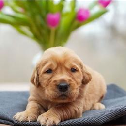 Nico - Dark golden male Golden Retriever puppy in Saint Joe, Indiana from Golden Acres Farm