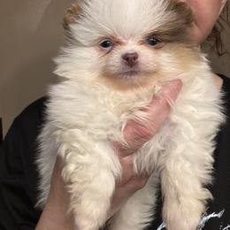Mia - Lavender female Pomeranian puppy in Franklin, North Carolina from A&J Cutie Pawtooties