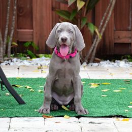 Weimaraner Puppies from Silvr Galaxy Weimaraners