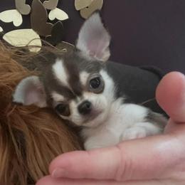 Domino Boy - Black and tan male Chihuahua puppy in Fargo, North Dakota from Wild Prairie Chihuahuas