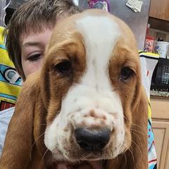 Basset Hounds from Bass Lake Bassets