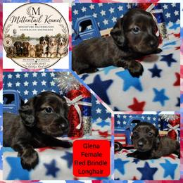 Glena - Brindle female Dachshund puppy in Hudson, Michigan from Mittentail Kennel Miniature Dachshunds & Australian Shepherds