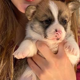 Pembroke Welsh Corgi Puppies from Corgis Hawaii Pleasantstone Aloha Corgis