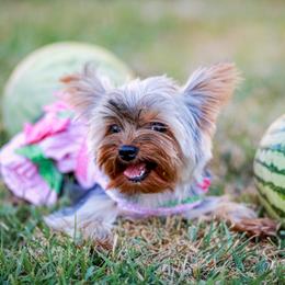 Yorkshire Terrier Puppies from Essence of Grace Yorkies