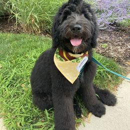 Bernedoodle and Goldendoodle All Grown Up from A.N.A. Doodles