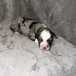 Star - Blue merle Miniature Australian Shepherd puppy in Hillsville, Virginia from Lottie's Mini Aussies