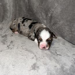 Star - Blue merle Miniature Australian Shepherd puppy in Hillsville, Virginia from Lottie's Mini Aussies
