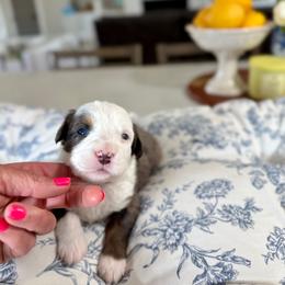 Lilac - Blue merle female Bernedoodle puppy in Indiahoma, Oklahoma from Farm Fresh Doodles