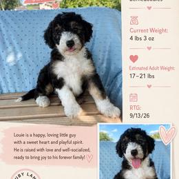 Louie - Tri-color male Bernedoodle puppy in Rising Sun, Indiana from Ruby Lane Doodles