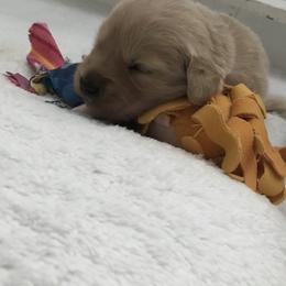 Golden Retriever and Pembroke Welsh Corgi Puppies from Shire Springs Kennels