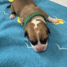 Pembroke Welsh Corgi Puppies from S~Way Corgis