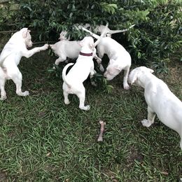 Dogo Argentino and Greyhound Puppies from Wayward Dogos and Hounds
