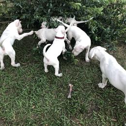 Dogo Argentino and Greyhound Puppies from Wayward Dogos and Hounds