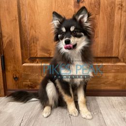 Maui - Black male Pomsky puppy in Littleton, Colorado from Pikes Peak Pomskies