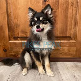 Maui - Black male Pomsky puppy in Littleton, Colorado from Pikes Peak Pomskies