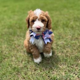 Purple Girl - Brown and white female Bernedoodle puppy in Fort Gibson, Oklahoma from Waggle Doodles