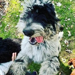 Golden Aussiedoodles, Goldendoodles, and Poodles from Doodles and Poodles Naturally