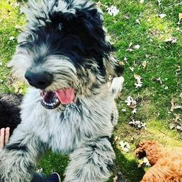 Golden Aussiedoodles, Goldendoodles, and Poodles from Doodles and Poodles Naturally