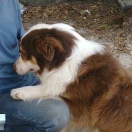 Australian Shepherds from Suwannee River Australian Shepherds