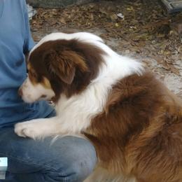 Australian Shepherds from Suwannee River Australian Shepherds