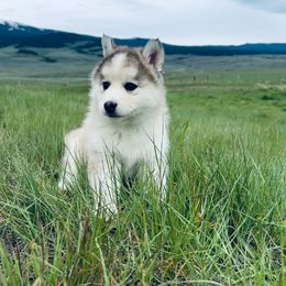 Pomsky Puppies from Big Sky Pomskies