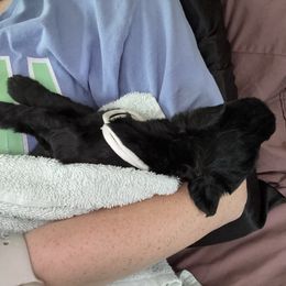 White - Black female Giant Schnauzer puppy in Northport, Alabama from Lugo Giant Schnauzers