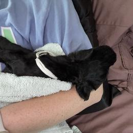 White - Black female Giant Schnauzer puppy in Northport, Alabama from Lugo Giant Schnauzers