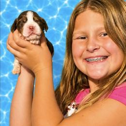 Boston - Liver white and tan male English Springer Spaniel puppy in Fort White, Florida from Thunderbird Springers