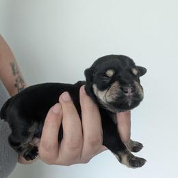 Brown - Black and silver female Miniature Schnauzer puppy in Thomasville, North Carolina from J&J's Future Horizons Kennel