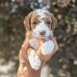 Andy - Parti male Goldendoodle puppy in Salt Lake City, Utah from Sweet T Doodles