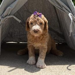 Fancy Nancy - Red  female Goldendoodle puppy in Camden, North Carolina from Oopsie Doodles of NC
