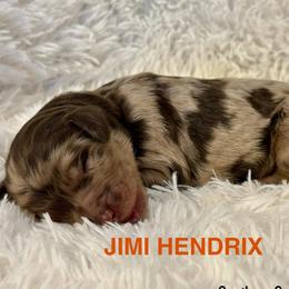 Jimi Hendrix - Merle male Goldendoodle puppy in Jonesboro, Arkansas from N. E. Arkansas Goldens and Doodles
