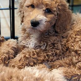 Aussiedoodle, Cavapoo, and Poodle Puppies from Robin's Nest Farm
