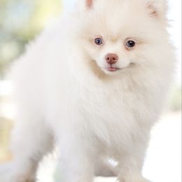 Milo - Cream male Pomeranian puppy in Santa Clarita, California from Hollywood Mini Pets