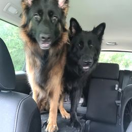 German Shepherds from Celtic Kennels