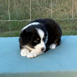 Voltage - Black tri male Miniature American Shepherd puppy in Point, Texas from Circle J Miniature American Shepherds